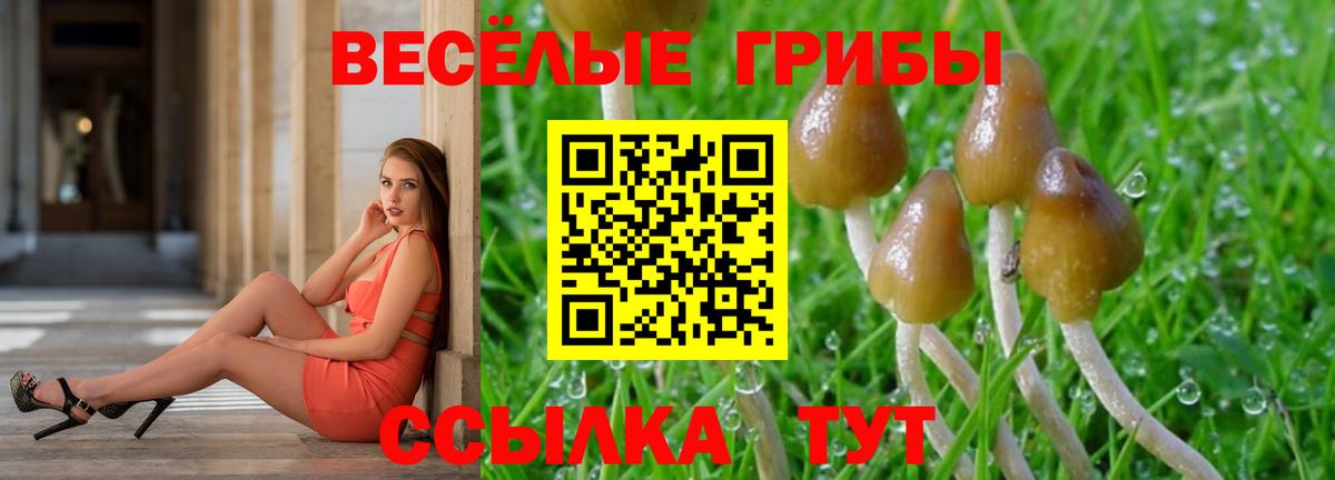 Армавир  где купить наркоту  Вход с VPN  Псилоцибиновые грибы прущие грибы 
